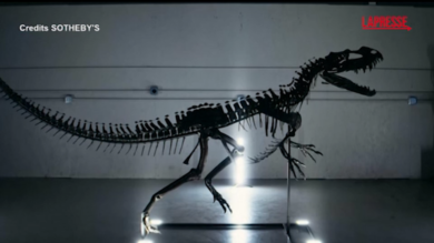 Venduti all’asta da Sotheby’s uno scheletro di dinosauro