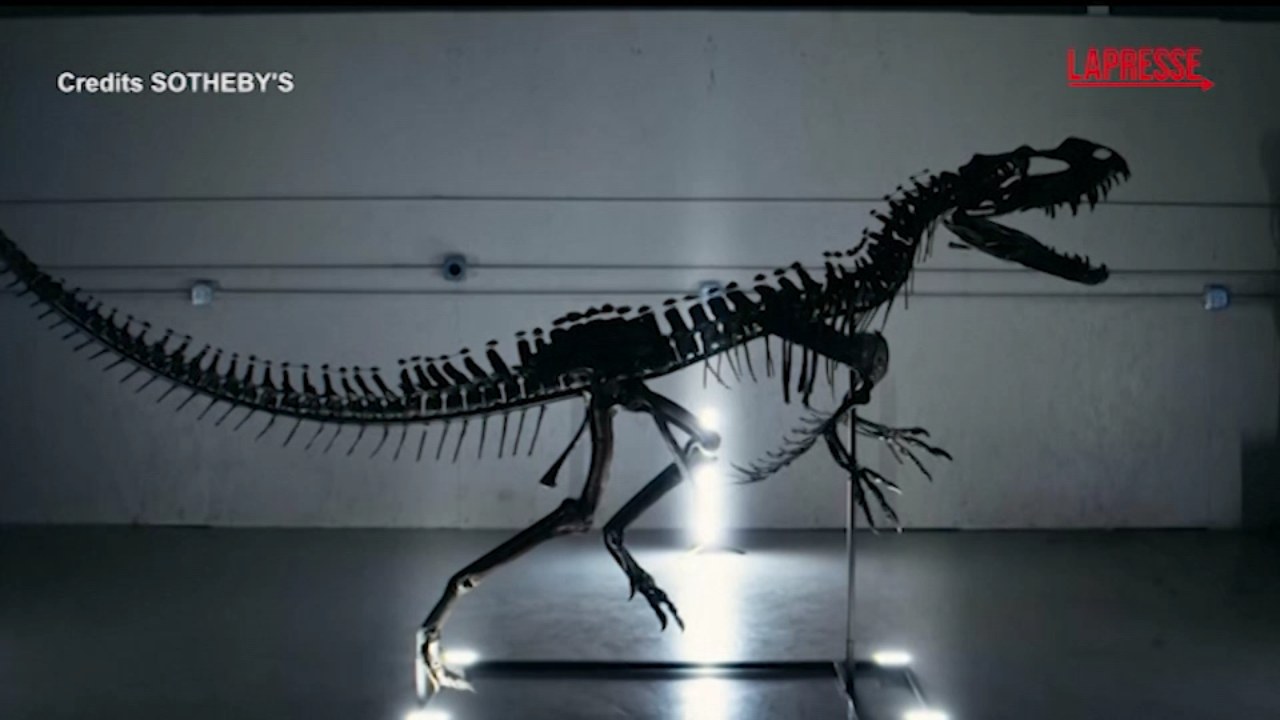Venduti all’asta da Sotheby’s uno scheletro di dinosauro Venduti all’asta da Sotheby’s uno scheletro di dinosauro