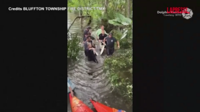 Carolina del Sud, delfino spiaggiato in una laguna salvato e liberato