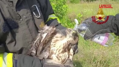 Gorizia, il soccorso dei vigili del fuoco a un rapace in difficoltà
