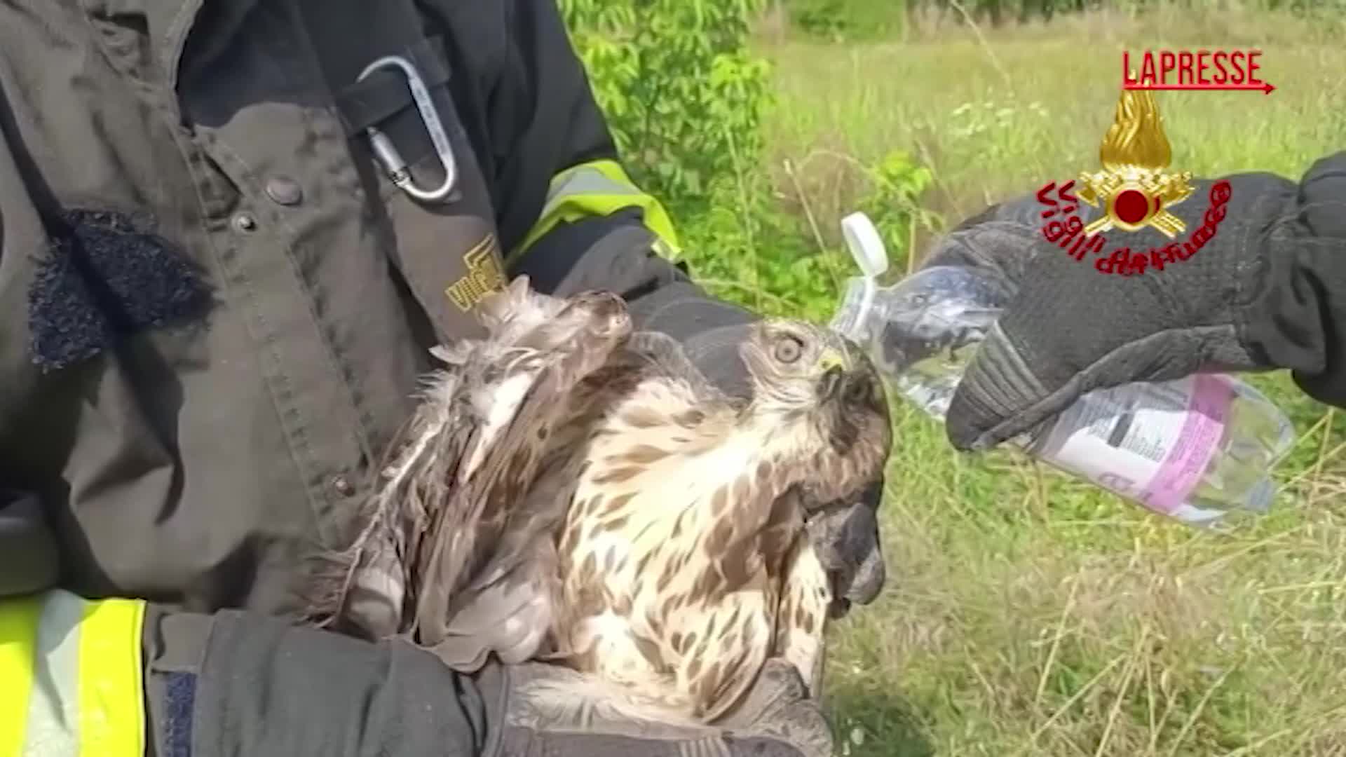 gorizia il soccorso dei vigili del fuoco a un rapace in difficolt224