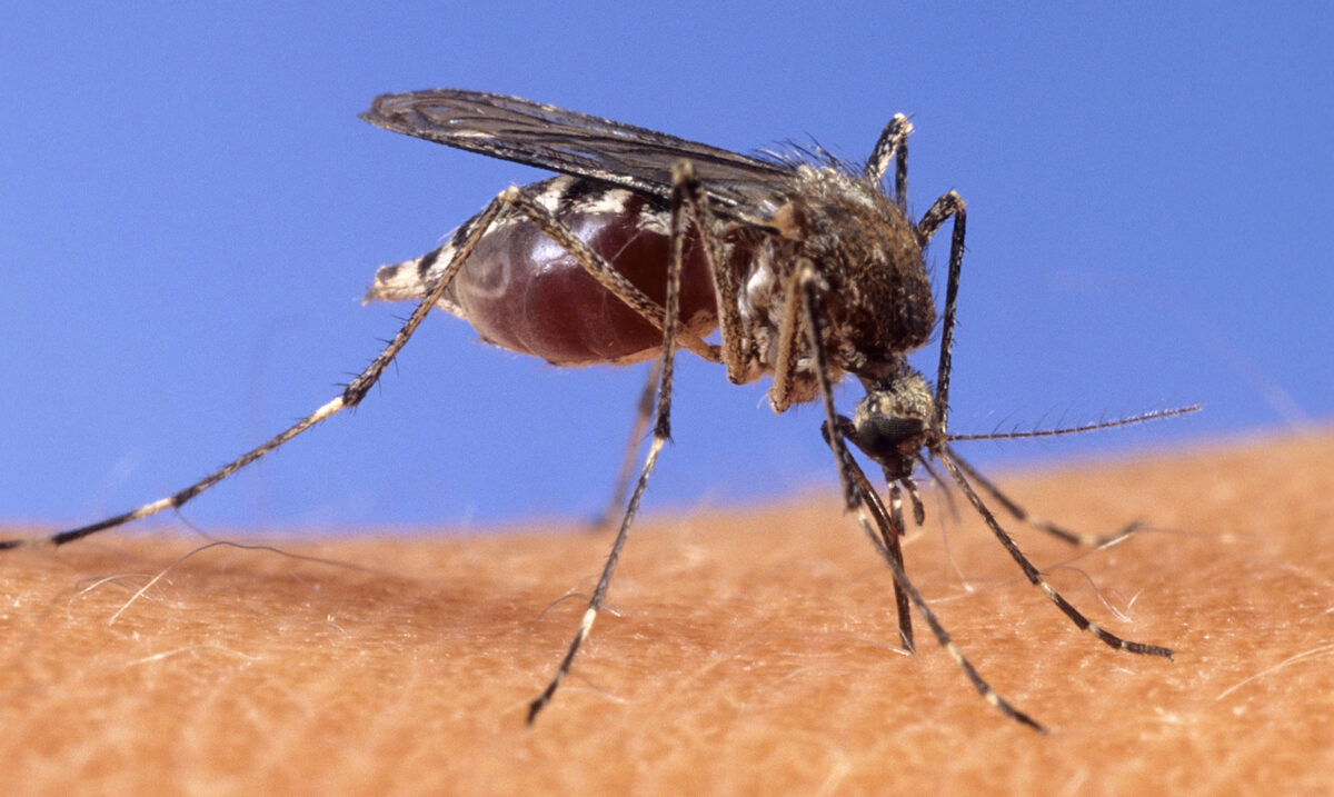 West Nile virus: morta 82enne in ospedale Fondi, era ricoverata da 6 giorni West Nile virus: morta 82enne in ospedale Fondi, era ricoverata da 6 giorni