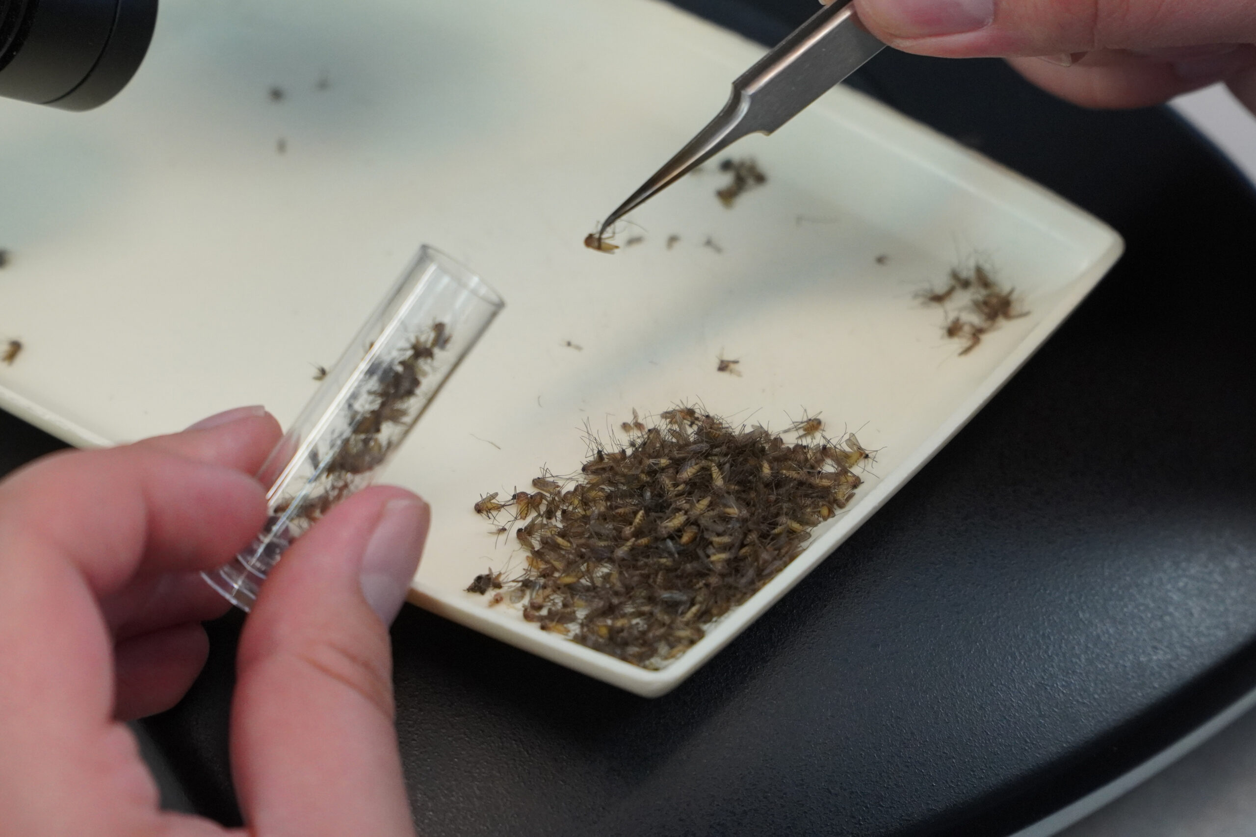 West Nile, Regione Lazio: “Dal 17 luglio attivato rafforzamento sorveglianza”