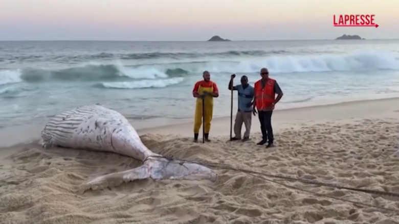 Brasile: balena trovata morta sulla spiaggia di Rio de Janeiro