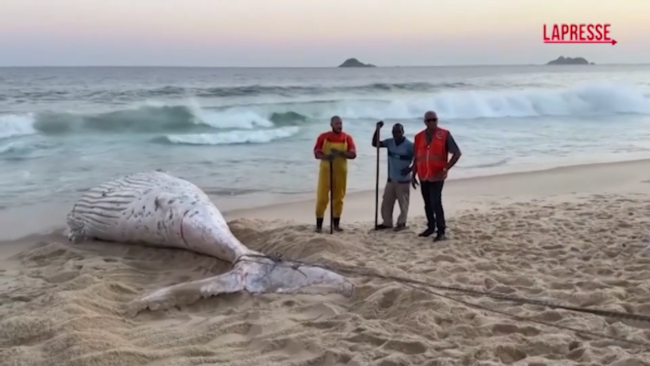 brasile balena trovata morta sulla spiaggia di rio de janeiro