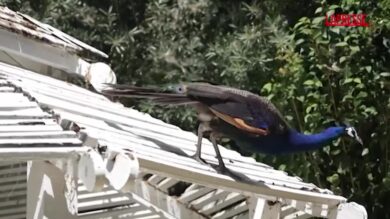 California, misteriosa scomparsa di pavoni da uno storico hotel