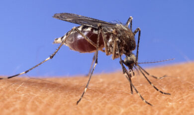West Nile, 32 casi nel 2025 e due morti