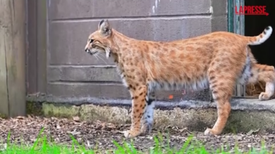Regno Unito, la lince rossa 'Blob' ha una nuova casa: il suo vecchio proprietario lo maltrattava