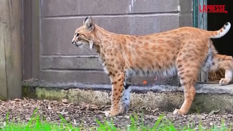 Regno Unito, la lince rossa 'Blob' ha una nuova casa: il suo vecchio proprietario lo maltrattava