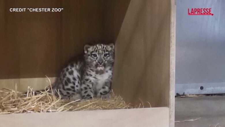 Leopardo delle nevi, cucciolo nasce allo zoo di Chester: il primo nella storia del parco