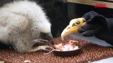 Praga, i guardiani dello zoo diventano burattinai per dei cuccioli di avvoltoio orfani: le immagini