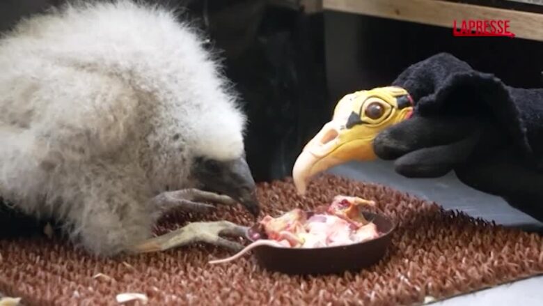 Praga, i guardiani dello zoo diventano burattinai per dei cuccioli di avvoltoio orfani: le immagini