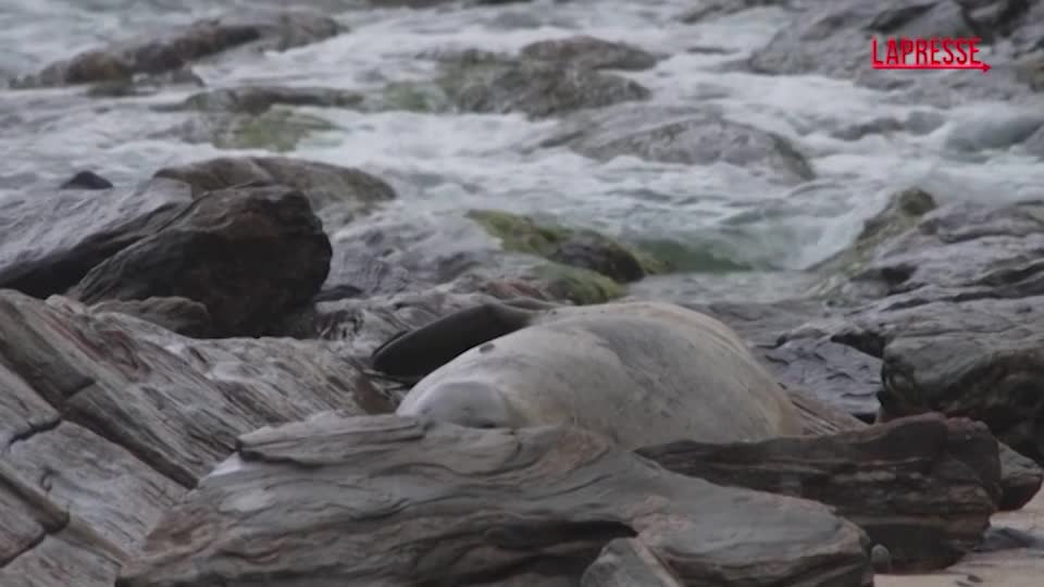 brasile un elefante marino trovato su una spiaggia di maric225