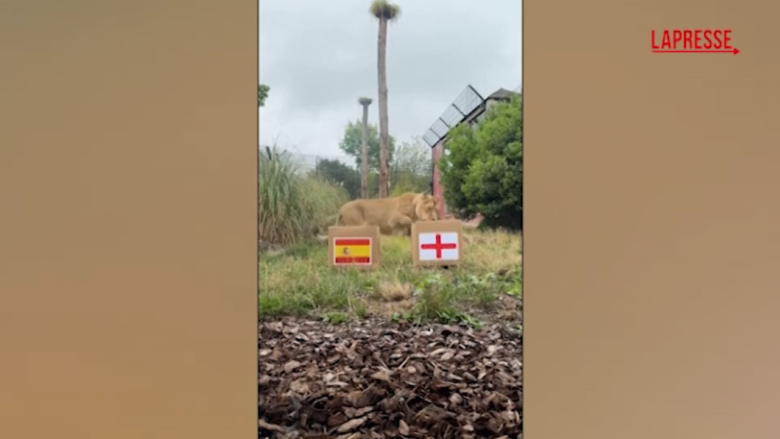 Europei femminili di calcio, leonessa Sonika predice il successo dell'Inghilterra