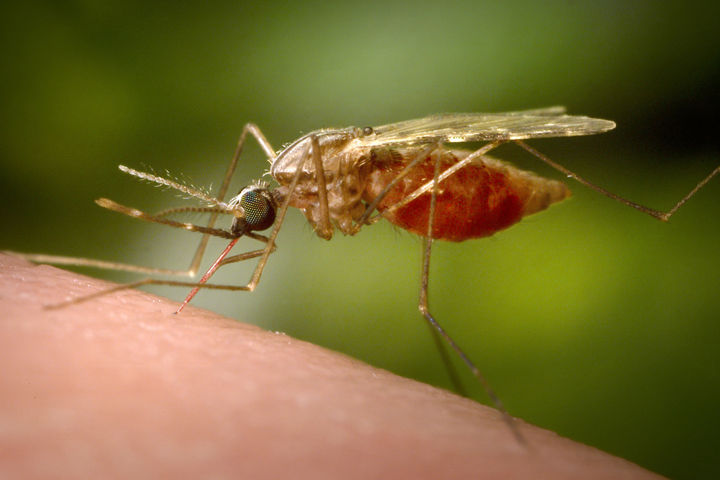 Chikungunya in Italia: cos’è, i sintomi e la cura Chikungunya in Italia: cos’è, i sintomi e la cura
