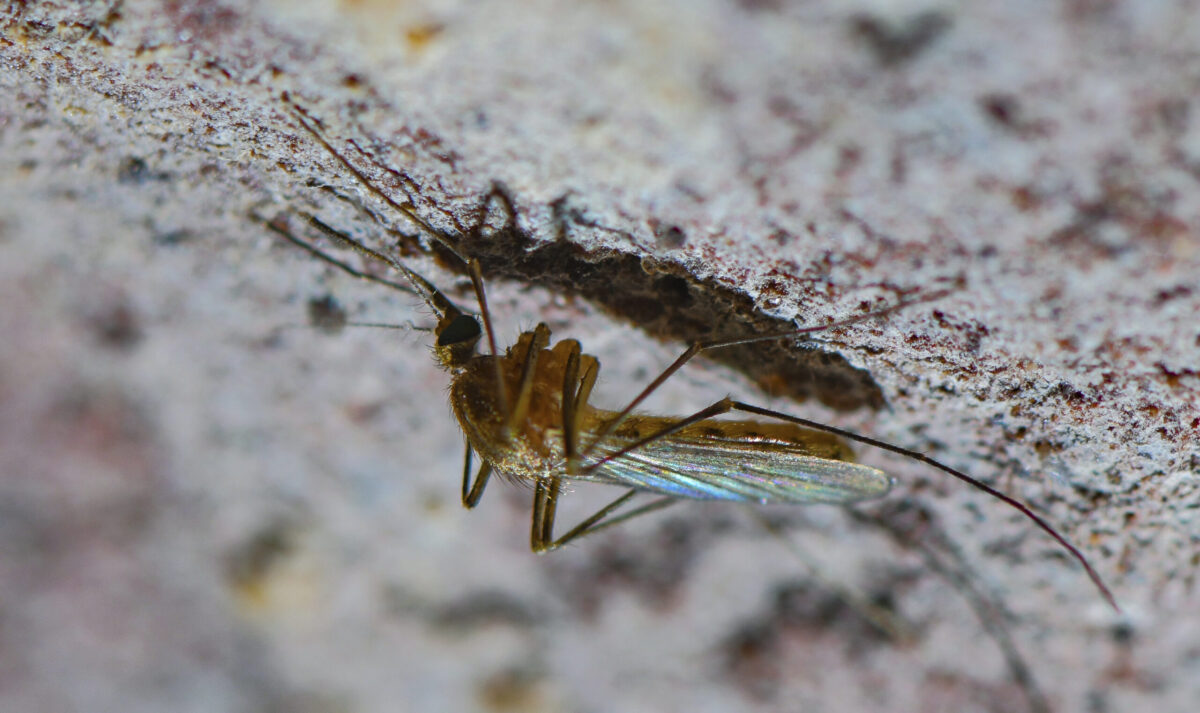 west nile primo morto in campania 232 della provincia di caserta