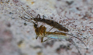 West Nile, primo morto in Campania: è della provincia di Caserta