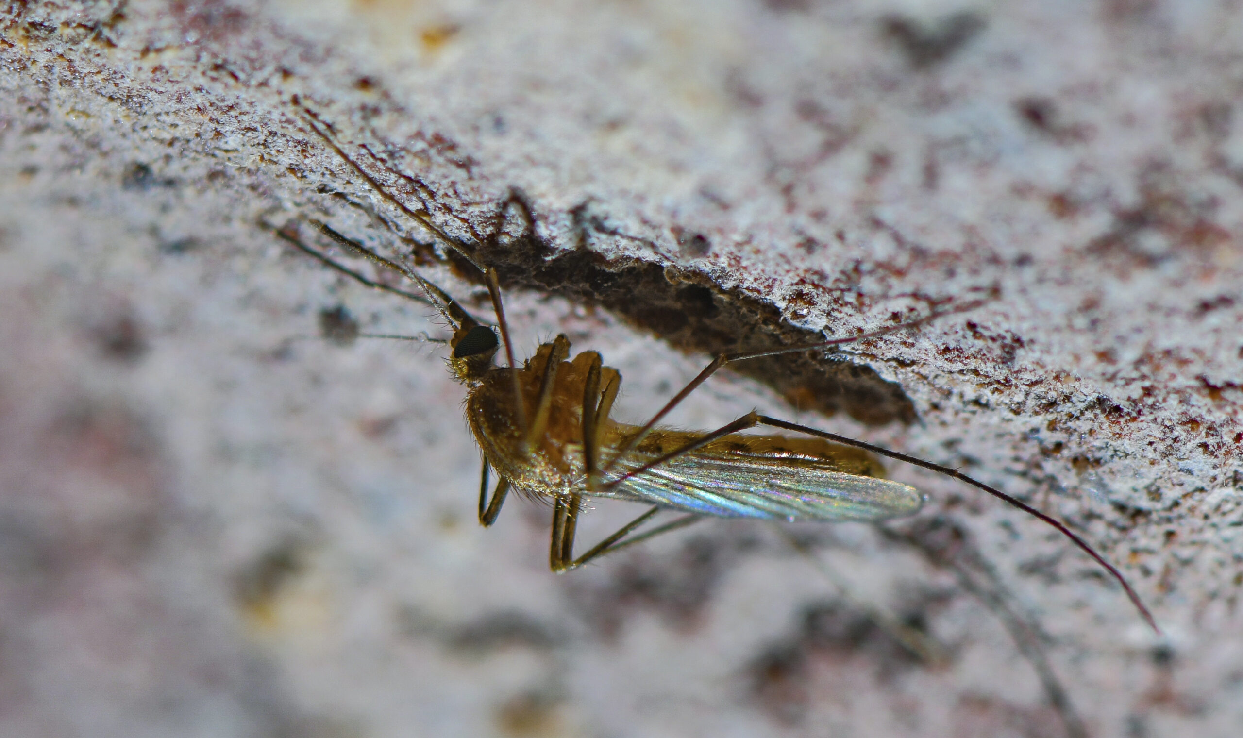 West Nile, primo morto in Campania: è della provincia di Caserta West Nile, primo morto in Campania: è della provincia di Caserta