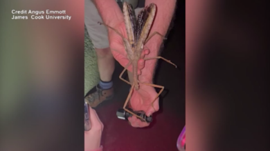 Australia, scoperto enorme insetto stecco: pesa circa 44 grammi