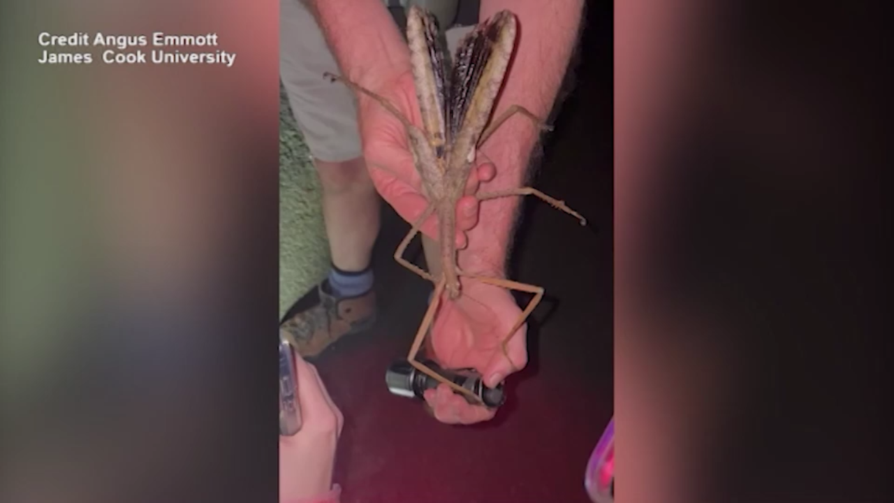australia scoperto enorme insetto stecco pesa circa 44 grammi