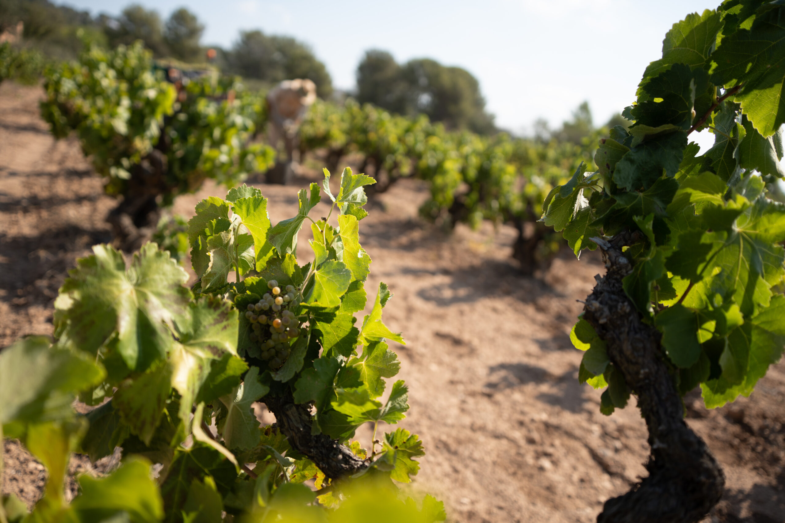 Vendemmia 2025 in Italia al via oggi: le previsioni