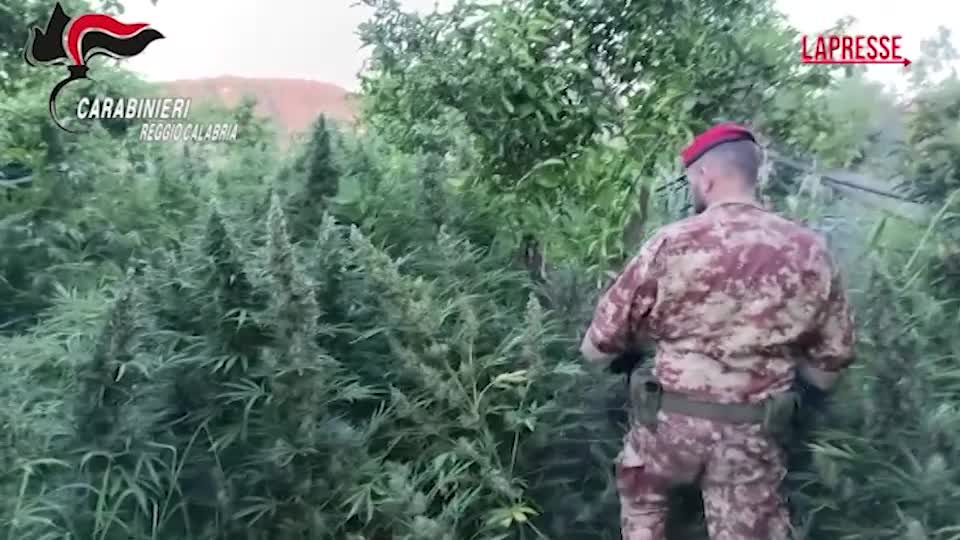 reggio calabria scoperti giungla di marijuana e arsenale illegale