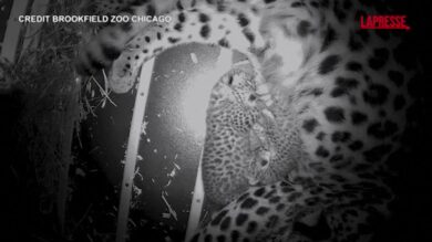 Chicago, al Brookfield Zoo sono nati due cuccioli del rarissimo leopardo dell'Amur: le prime immagini