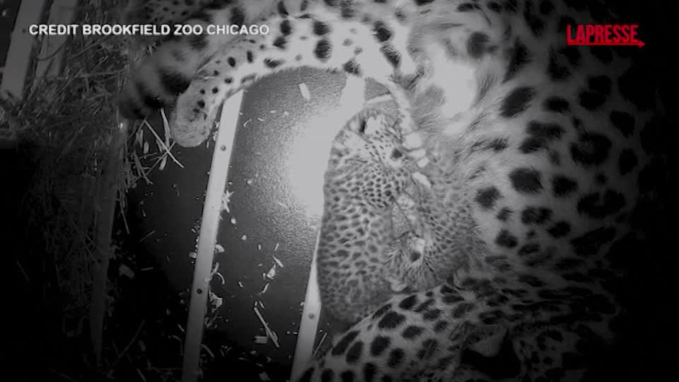 chicago al brookfield zoo sono nati due cuccioli del rarissimo leopardo dell amur le prime immagini