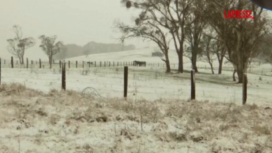 Australia, rara nevicata nel Nuovo Galles del Sud: i canguri saltano nella neve