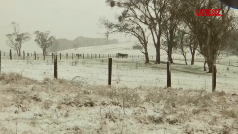 Australia, rara nevicata nel Nuovo Galles del Sud: i canguri saltano nella neve