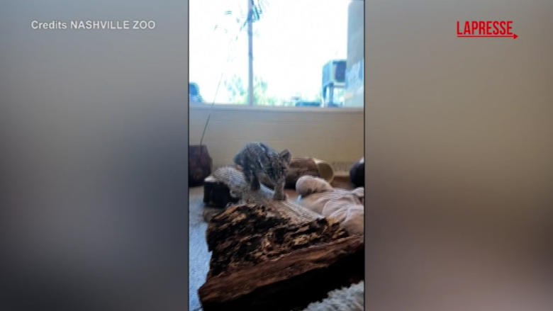 Nashville, allo zoo è nata una cucciola di leopardo nebuloso: le immagini dei suoi primi passi