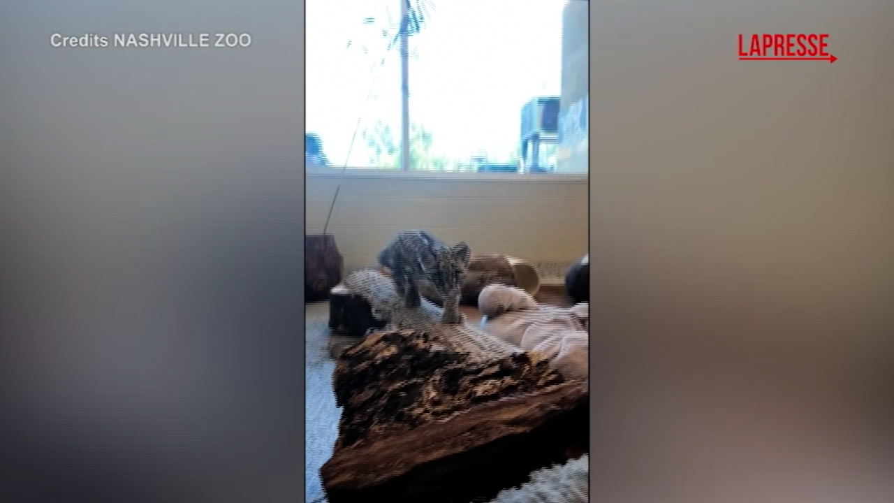 Nashville, allo zoo è nata una cucciola di leopardo nebuloso: le immagini dei suoi primi passi