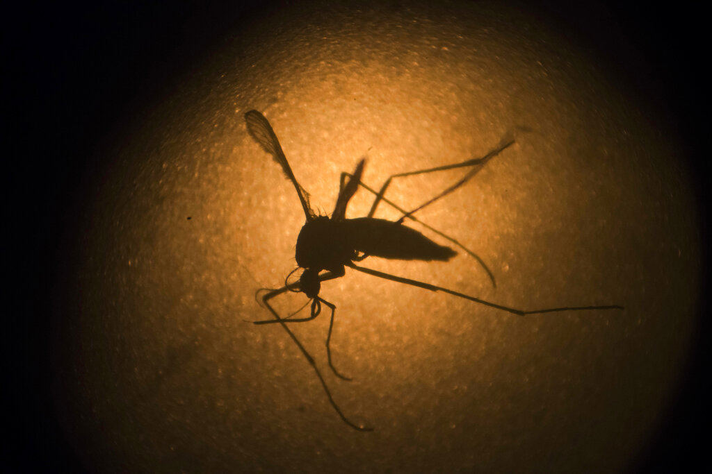 West Nile in Italia, oggi quinto morto nel Lazio: è un 77enne di Latina West Nile in Italia, oggi quinto morto nel Lazio: è un 77enne di Latina