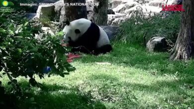 Washington, torta di ghiaccio a base di frutta: il panda Bao Li compie quattro anni