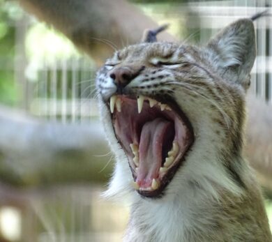 Polemiche in Danimarca, lo zoo chiede di donare animali domestici come cibo per i predatori