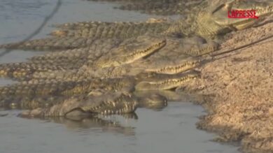 Cisgiordania, coccodrilli soppressi dopo ripetute fughe e maltrattamenti
