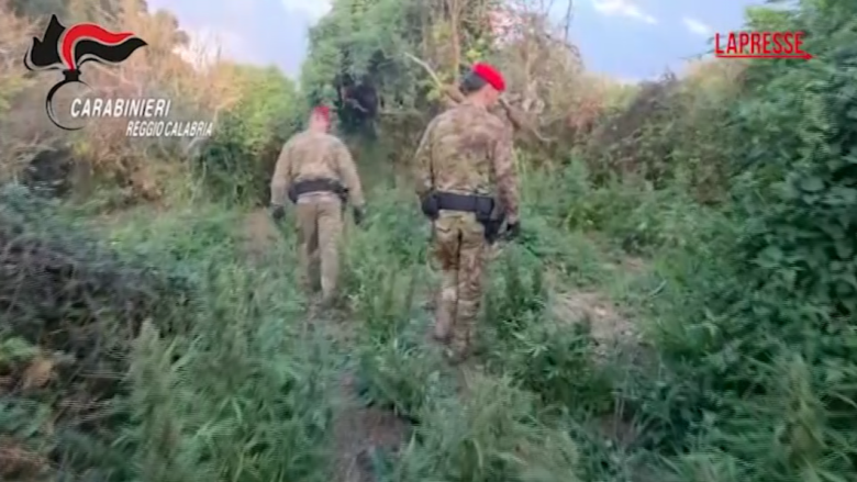 Reggio Calabria, scoperta piantagione di marijuana: 2 arresti