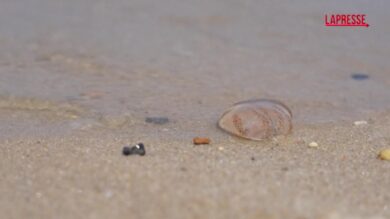 Usa, invasione di meduse nel Delaware