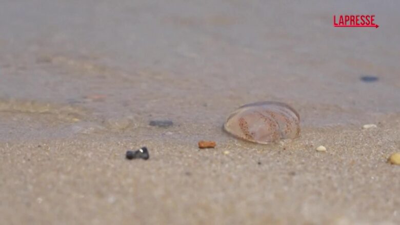 Usa, invasione di meduse nel Delaware