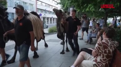 Budapest, la protesta degli attivisti per il clima: cammelli per le vie del centro