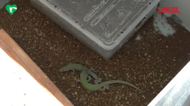 Roma, al Bioparco nascono 52 lucertole delle Eolie: la schiusa delle uova