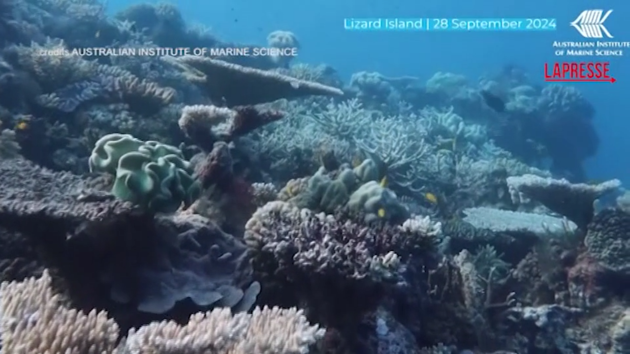 australia la grande barriera corallina ha subito la perdita pi249 importante degli ultimi 40 anni le cause
