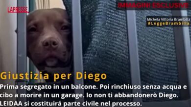 Morte del pitbull Diego, le immagini esclusive della Leidaa: l'animale viveva segregato
