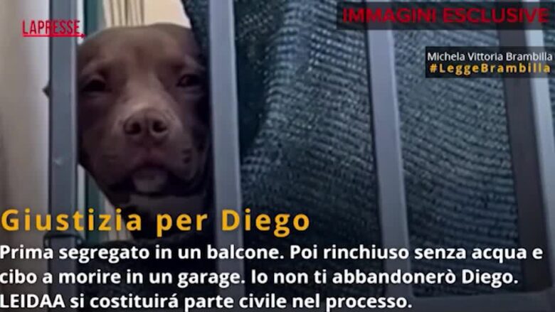 Morte del pitbull Diego, le immagini esclusive della Leidaa: l'animale viveva segregato