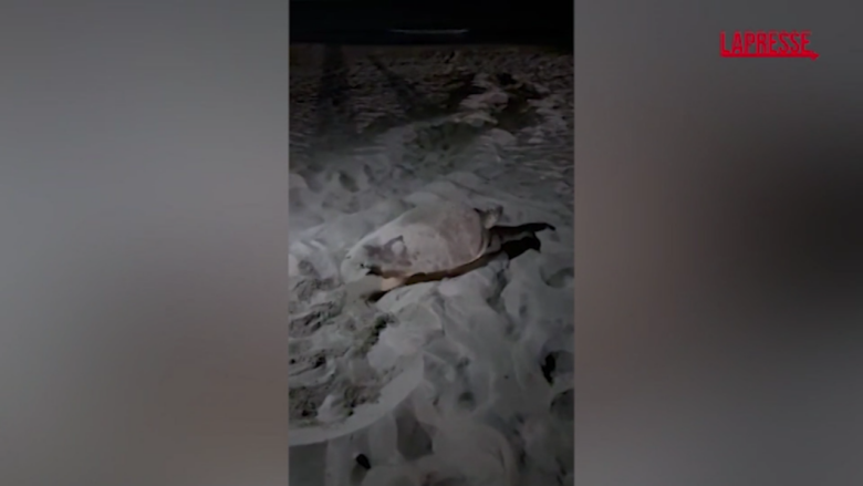 A Sabaudia nate 23 tartarughe marine, a Passoscuro scoperto un nuovo nido: le immagini