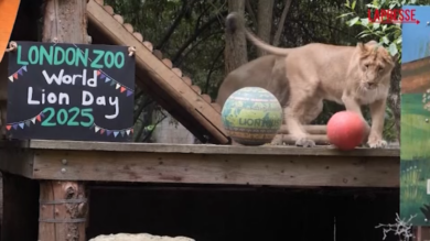 I leoni dello zoo di Londra festeggiano giocando la Giornata Mondiale del Leone