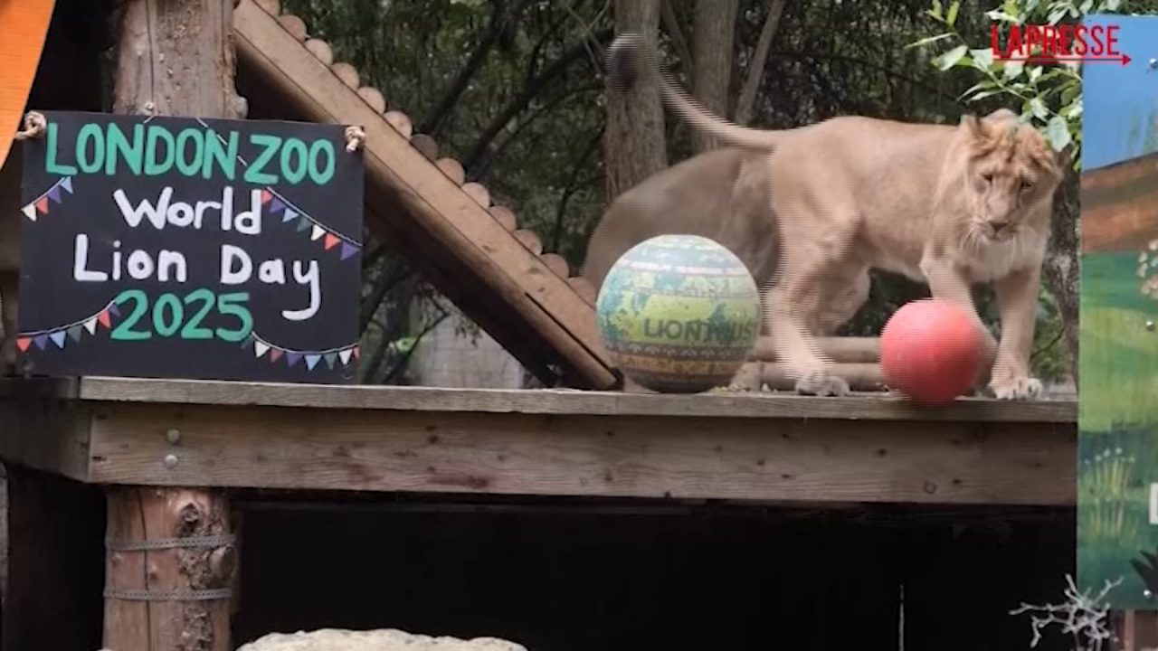 I leoni dello zoo di Londra festeggiano giocando la Giornata Mondiale del Leone I leoni dello zoo di Londra festeggiano giocando la Giornata Mondiale del Leone