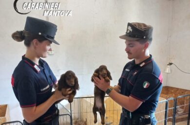 Vendeva cani di razza senza pedigree, a Mantova sequestrati 70 cuccioli