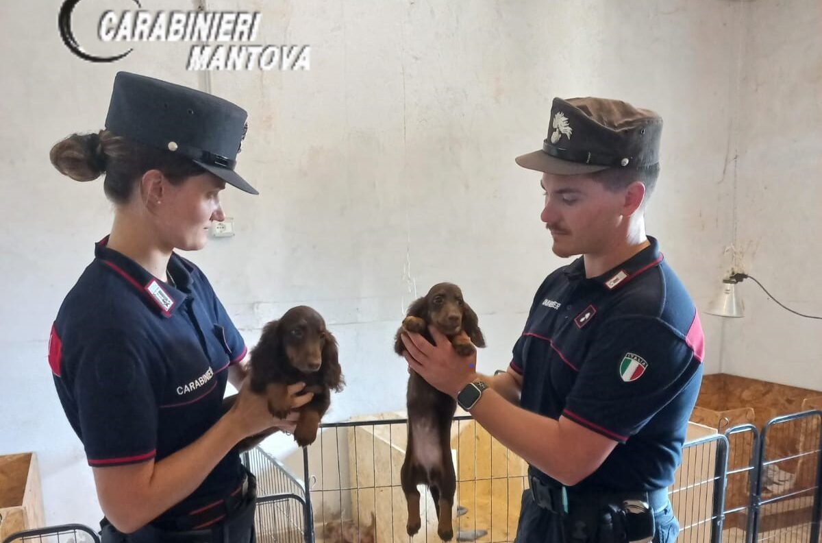 Vendeva cani di razza senza pedigree, a Mantova sequestrati 70 cuccioli Vendeva cani di razza senza pedigree, a Mantova sequestrati 70 cuccioli