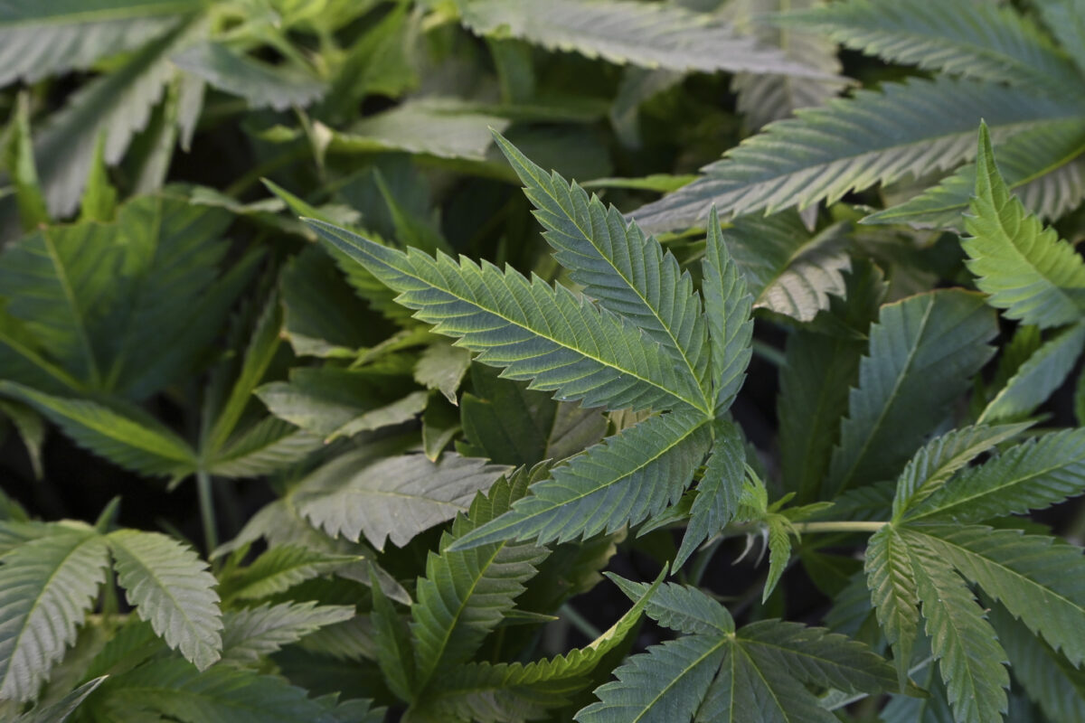 Usa, Trump verso cambio di rotta sulla cannabis: sarà considerata meno pericolosa dalla legge